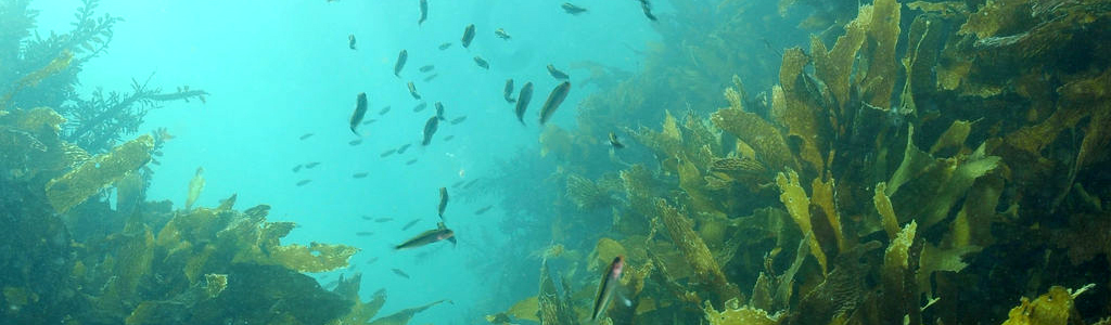 深海藻